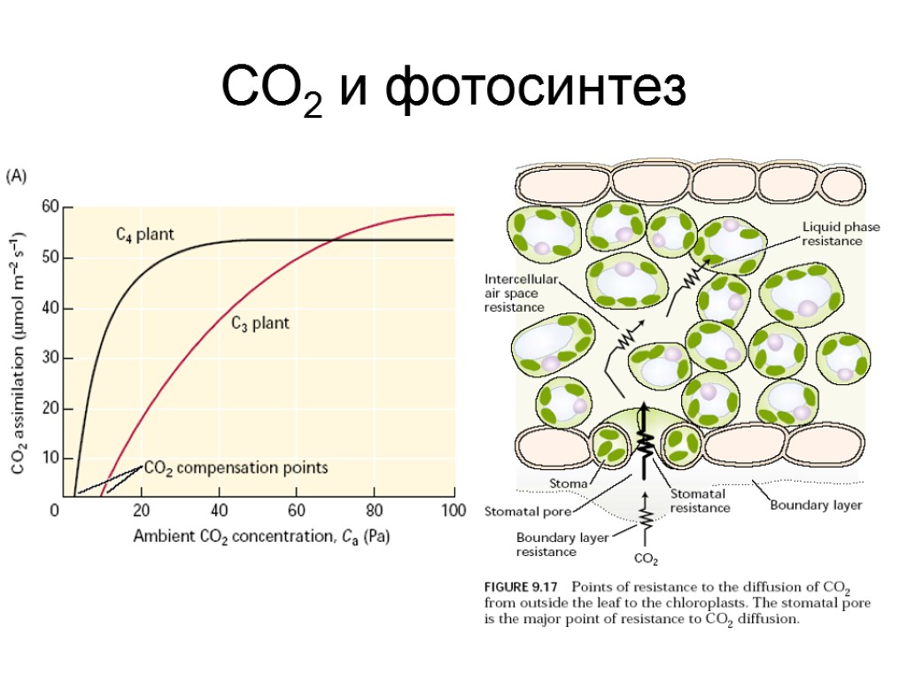 СО2 и фотосинтез